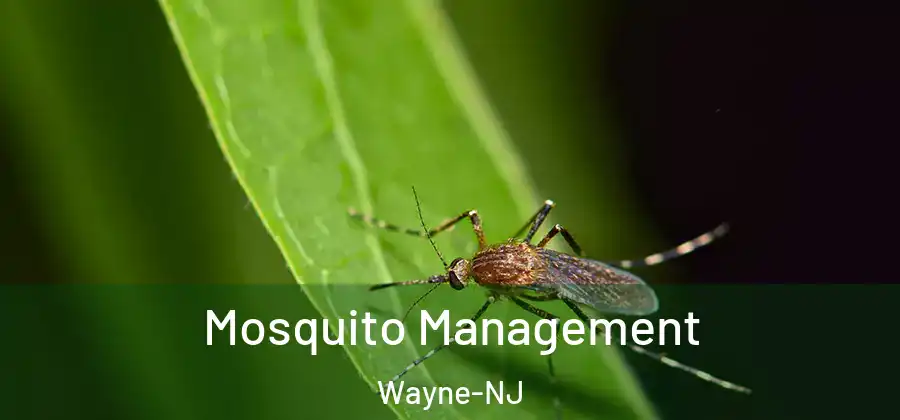 Mosquito Management Wayne-NJ
