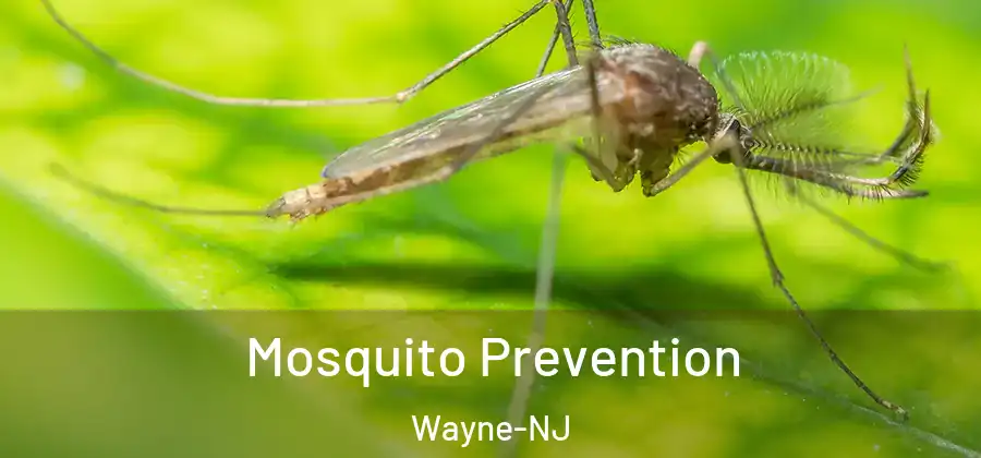Mosquito Prevention Wayne-NJ