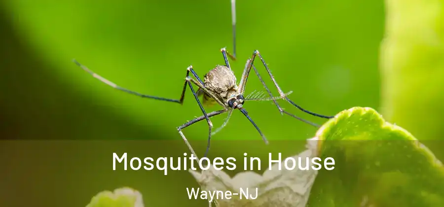  Mosquitoes in House Wayne-NJ