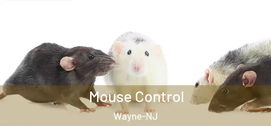  Mouse Control Wayne-NJ