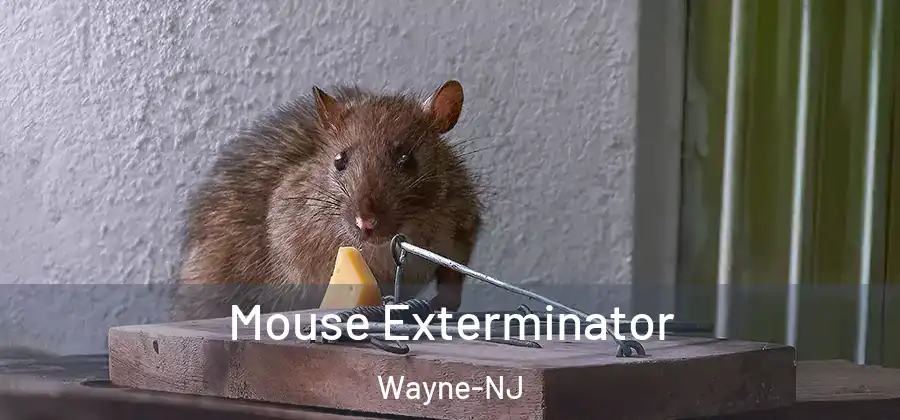 Mouse Exterminator Wayne-NJ