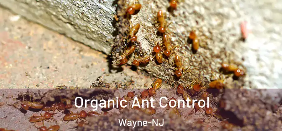  Organic Ant Control Wayne-NJ