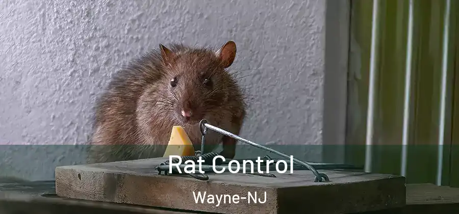  Rat Control Wayne-NJ
