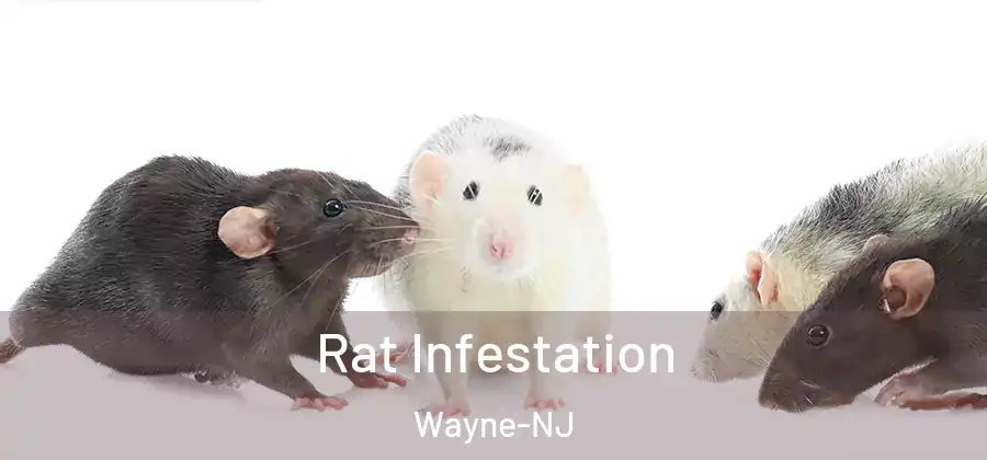 Rat Infestation Wayne-NJ