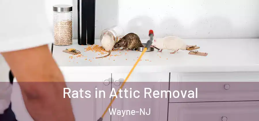 Rats in Attic Removal Wayne-NJ