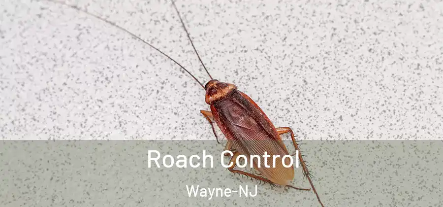Roach Control Wayne-NJ