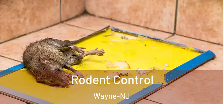  Rodent Control Wayne-NJ
