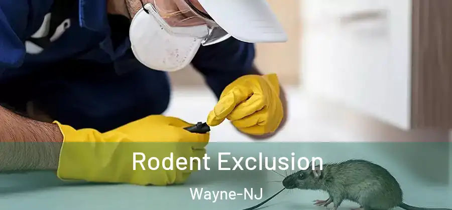 Rodent Exclusion Wayne-NJ