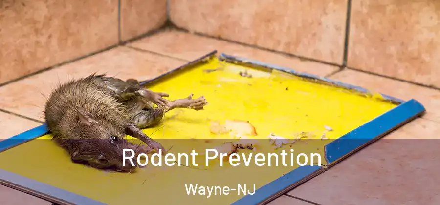 Rodent Prevention Wayne-NJ