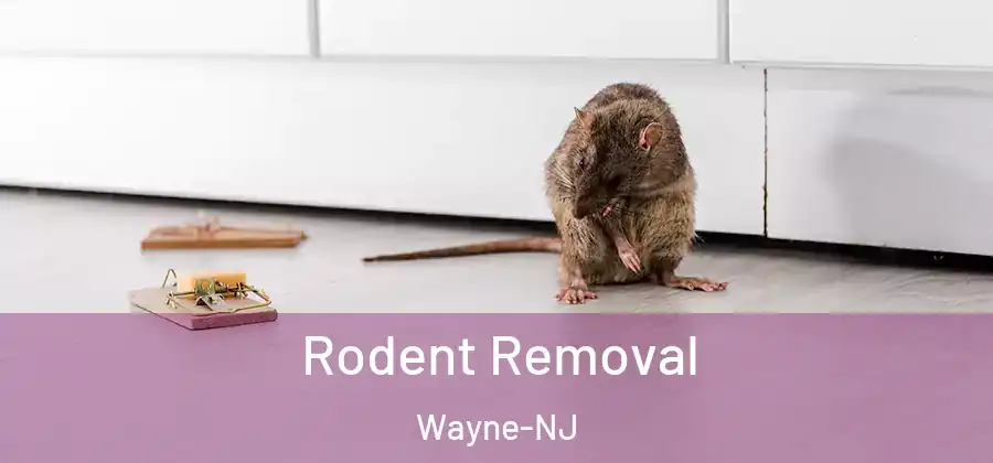 Rodent Removal Wayne-NJ