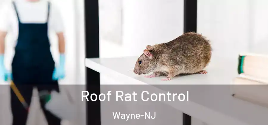 Roof Rat Control Wayne-NJ
