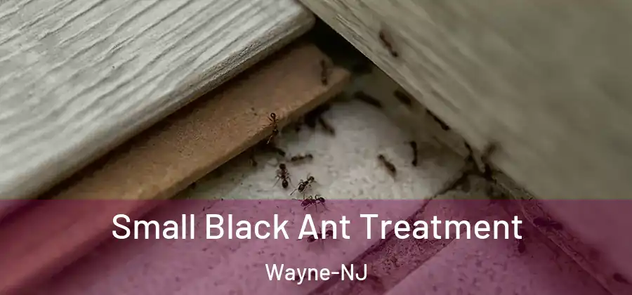 Small Black Ant Treatment Wayne-NJ
