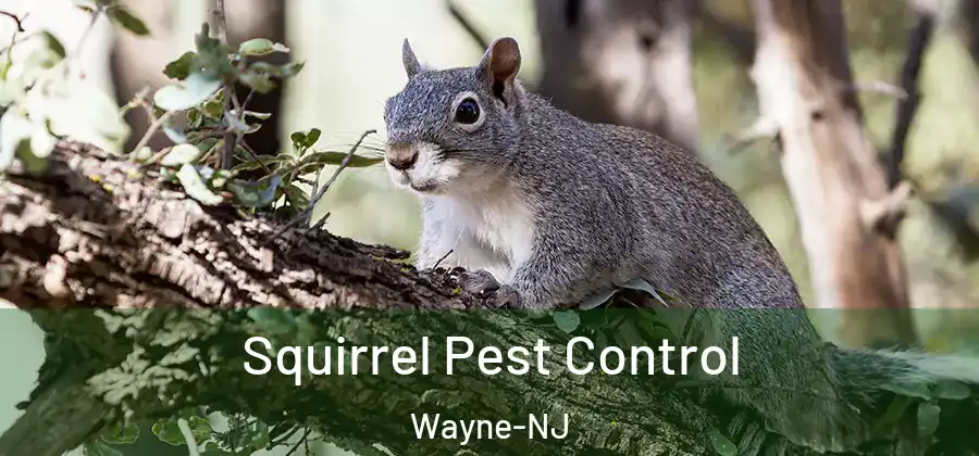  Squirrel Pest Control Wayne-NJ