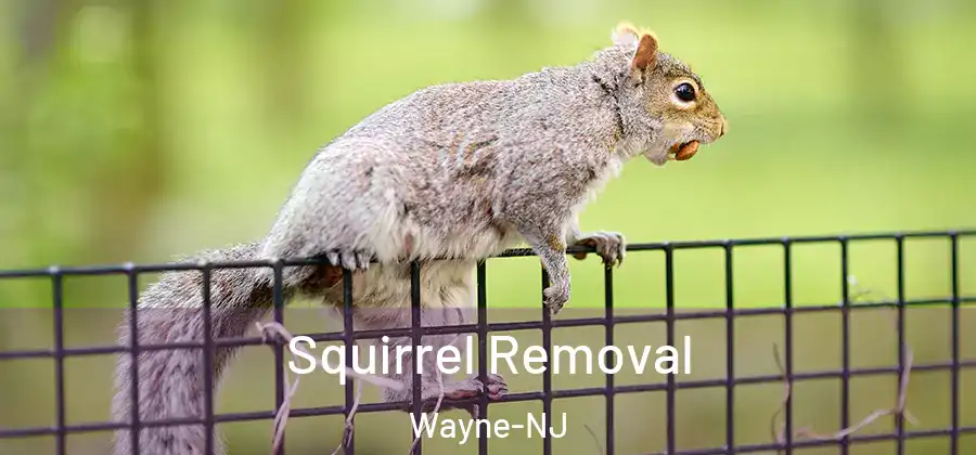 Squirrel Removal Wayne-NJ