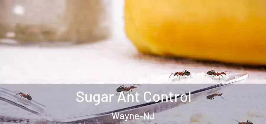 Sugar Ant Control Wayne-NJ