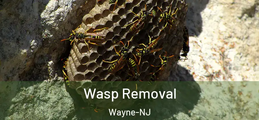 Wasp Removal Wayne-NJ
