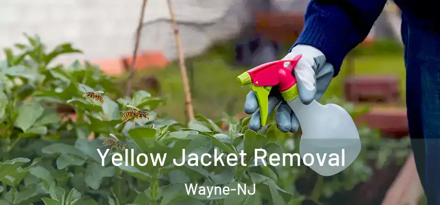 Yellow Jacket Removal Wayne-NJ
